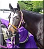 Cavallo the Thoroughbred, Quarter Horse