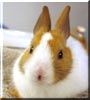 Bailey the Dutch Rabbit