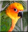 Morgan the Sunday Conure