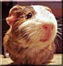 Buster the Gerbil