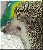 Annabelle the African Pygmy Hedgehog