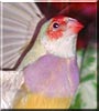 Twinkie the Gouldian finch