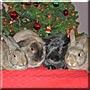 Evander, Charlie, Fluffy, Tyson the Rabbit