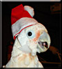 Snuggles the Goffin Cockatoo