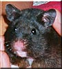 Jake the Black Bear Hamster