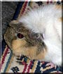 Coco the Guinea Pig