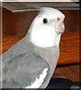 Sparkie the Whiteface Cockatiel