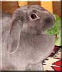 Mazlicek the Lop Rabbit