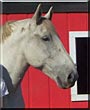 Fargo the Percheron Horse
