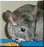 Chilli the Chinchilla