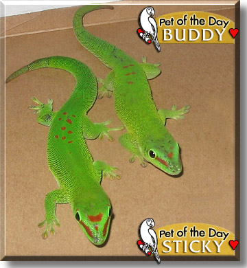 Sticky, Buddy, the Pet of the Day