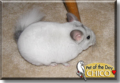 Chico, the Pet of the Day