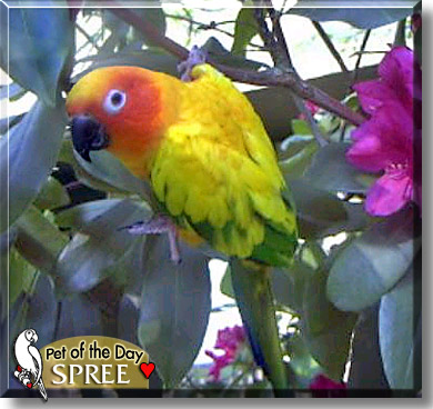 Spree, the Pet of the Day