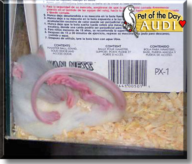 Audi, the Pet of the Day