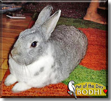 Bodhi, the Pet of the Day
