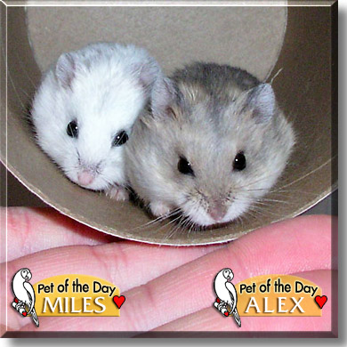 Miles, Alex, the Pet of the Day