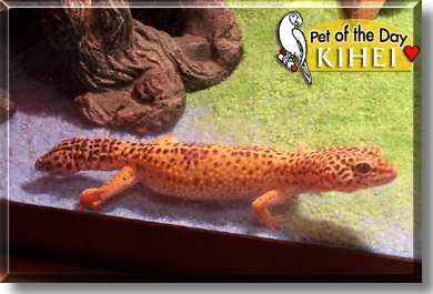Kihei, the Pet of the Day