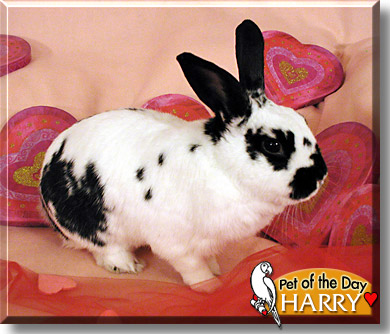 Harry Bottomhiggen, the Pet of the Day