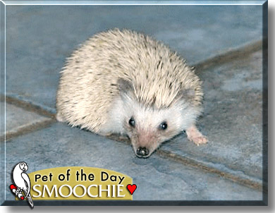 Smoochie, the Pet of the Day