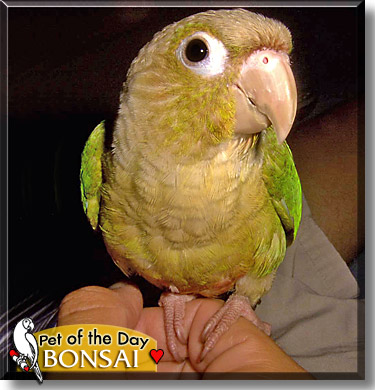 Bonsai, the Pet of the Day