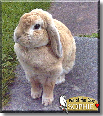 Sophie, the Pet of the Day