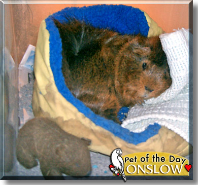 Onslow, the Pet of the Day