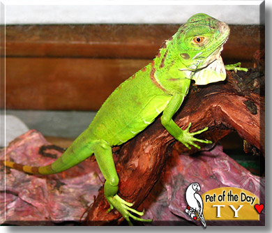 Ty, the Pet of the Day