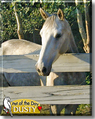 Dusty, the Pet of the Day