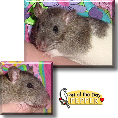 Pepper, the Pet of the Day