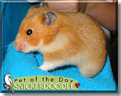 Snickerdoodle, the Pet of the Day
