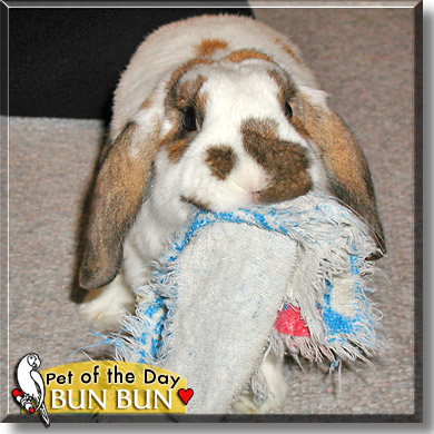 Bun Bun, the Pet of the Day