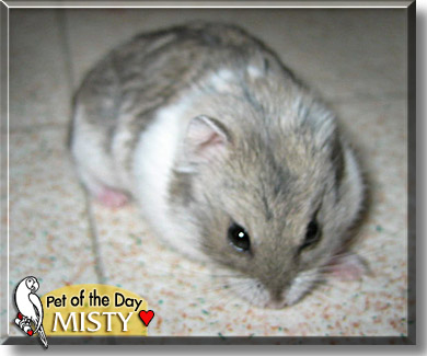 Misty, the Pet of the Day