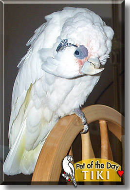 Tiki, the Pet of the Day