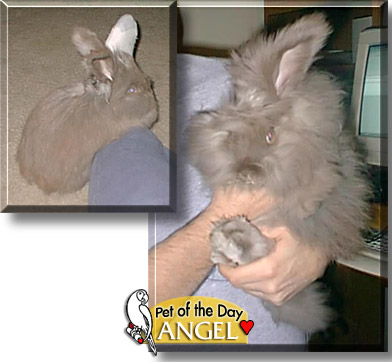 Angel, the Pet of the Day