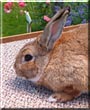 Jack the Flemish Giant
