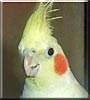 Peanut the Cinnamon Pied Cockatiel
