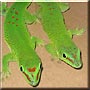 Sticky, Buddy the Giant Day Geckos