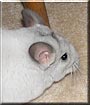 Chico the Chinchilla