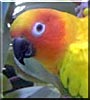 Spree the Sun Conure