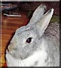 Bodhi the Dwarf Rabbit
