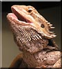 Skeeter the Bearded Dragon