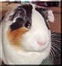 Sniff the English Guinea Pig