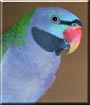Rhett the Derbyan Parakeet