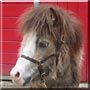 Cappy the Miniature Horse