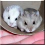 Miles, Alex the Campbell's Dwarf Hamsters