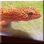 Kihei the Leopard Gecko