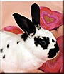 Harry the English Spot Rabbit