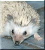 Smoochie the African Pygmy Hedgehog