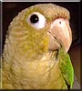 Bonsai the Conure