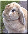 Sophie the Mini Lop Rabbit